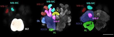 Statistical Atlases and Automatic Labeling Strategies to Accelerate the Analysis of Social Insect Brain Evolution